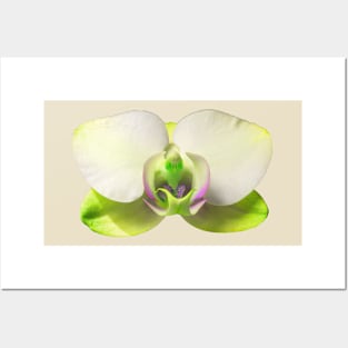 Yellow Orchid Posters and Art